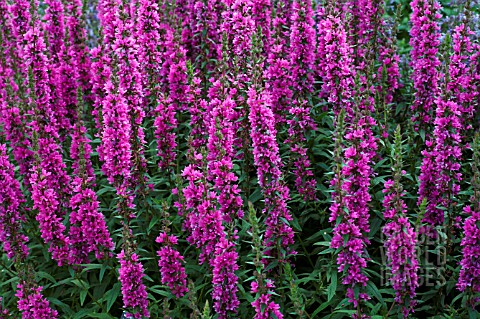 LYTHRUM_SALICARIA_FEUERKERZE