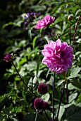 ALLIUM SPHAEROCEPHALON AND DAHLIA