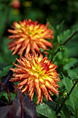 DAHLIA WARGOLD