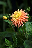 DAHLIA RUSKIN MYRA