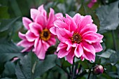 DAHLIA FASCINATION