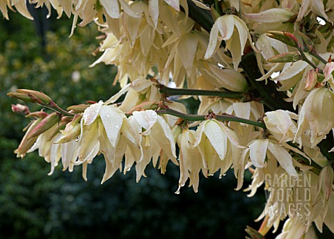 YUCCA_FILAMENTOSA