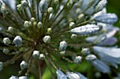 AGAPANTHUS SILVER MIST