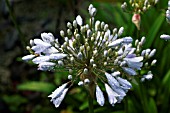 AGAPANTHUS SILVER MIST