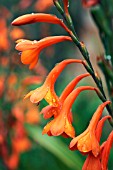 WATSONIA PILLANSII