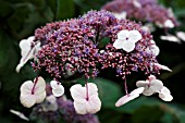 HYDRANGEA ASPERA STRIGOSA