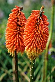 KNIPHOFIA UVARIA NOBILIS