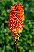 KNIPHOFIA UVARIA NOBILIS