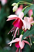 FUCHSIA CHELSEA LOUISE