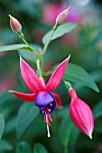 FUCHSIA BARBARA WINDSOR