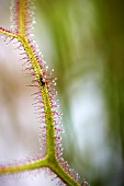 DROSERA BINATA