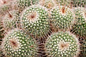 MAMMILLARIA VARIEACULEATA