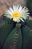 ASTROPHYTUM MYRIOSTIGMA NUDUM