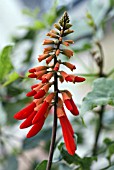 ERYTHRINA LYSISTEMON