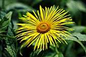 INULA HOOKERI