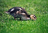 MALLARD DUCKLING FEEDING ON WATERLOGGED LAWN