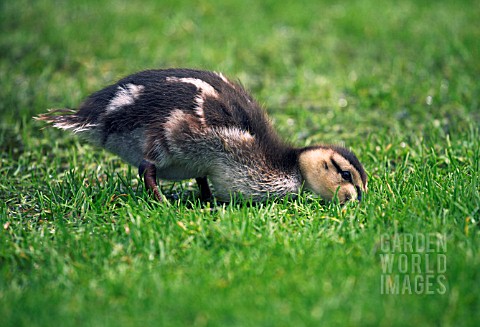 MALLARD_DUCKLING_FEEDING_ON_WATERLOGGED_LAWN