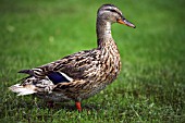 FEMALE MALLARD ANAS PLATYRHYNCHOS,  DUCK