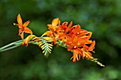 CROCOSMIA ZEAL GIANT