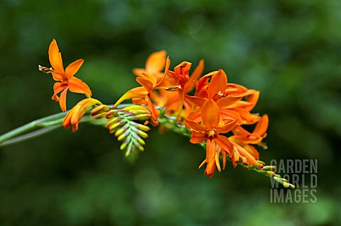 CROCOSMIA_ZEAL_GIANT