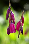 DIERAMA PULCHERRIMUM BLACKBIRD