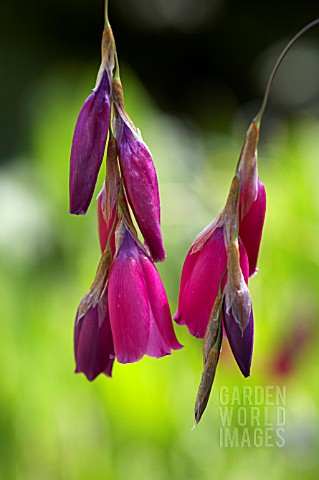 DIERAMA_PULCHERRIMUM_BLACKBIRD