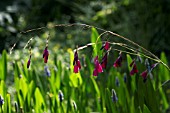 DIERAMA PULCHERRIMUM BLACKBIRD