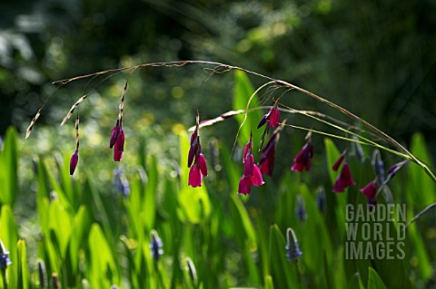 DIERAMA_PULCHERRIMUM_BLACKBIRD