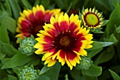 GAILLARDIA ARIZONA SUN