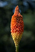 KNIPHOFIA PRINCE IGOR PRICHARD