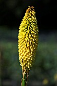 KNIPHOFIA WREXHAM BUTTERCUP