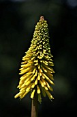 KNIPHOFIA STAR OF BADEN BADEN