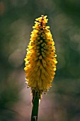 KNIPHOFIA LUNA