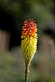 KNIPHOFIA FLAMING TORCH