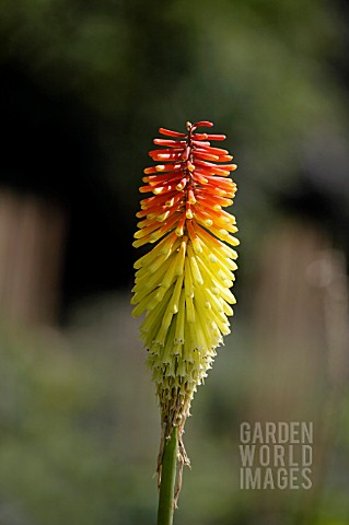 KNIPHOFIA_FLAMING_TORCH