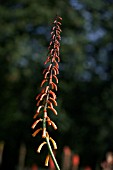 KNIPHOFIA THOMSONII VAR. THOMSONII