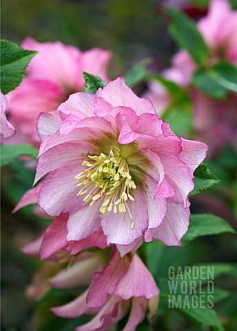 HELLEBORUS_X_HYBRIDUS_ASHWOOD_GARDEN_HYBRIDS_DOUBLE