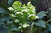 HELLEBORUS ARGUTIFOLIUS