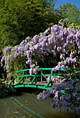 BRIDGE AND WISTERIA AT MONETS GARDEN GIVERNY FRANCE