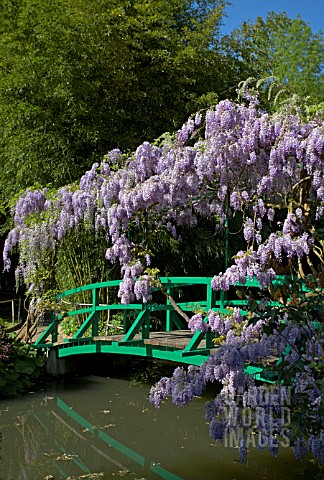 BRIDGE_AND_WISTERIA_AT_MONETS_GARDEN_GIVERNY_FRANCE