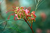 GREVILLEA JOHNSONII