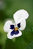 PANSY WITH WATER DROPLETS
