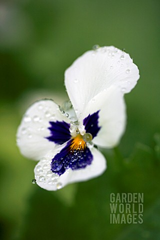 PANSY_WITH_WATER_DROPLETS