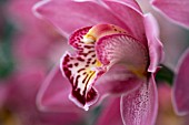 CYMBIDIUM SPECIES