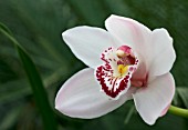 CYMBIDIUM WESTERN ROSE SPRING BRIDE