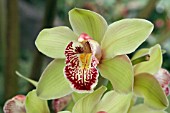 CYMBIDIUM CAITHNESS X THURSO