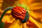 PAPAVER ALPINUM POPPY HEAD OPENING