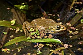 TOAD IN POND