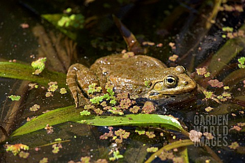 TOAD_IN_POND