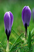 UNOPENED CROCUSES IN EARLY SPRING